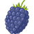 Mûre sans pépins