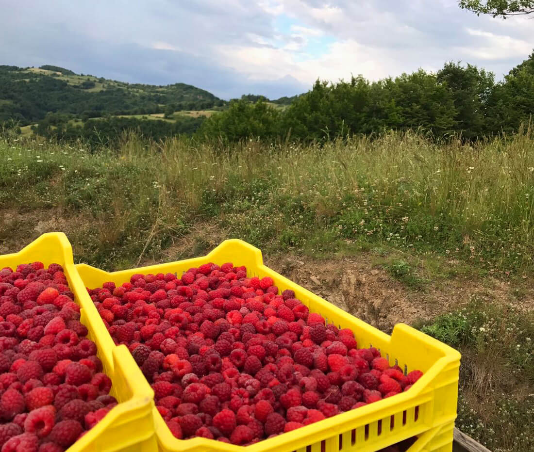 Our Organic Roots