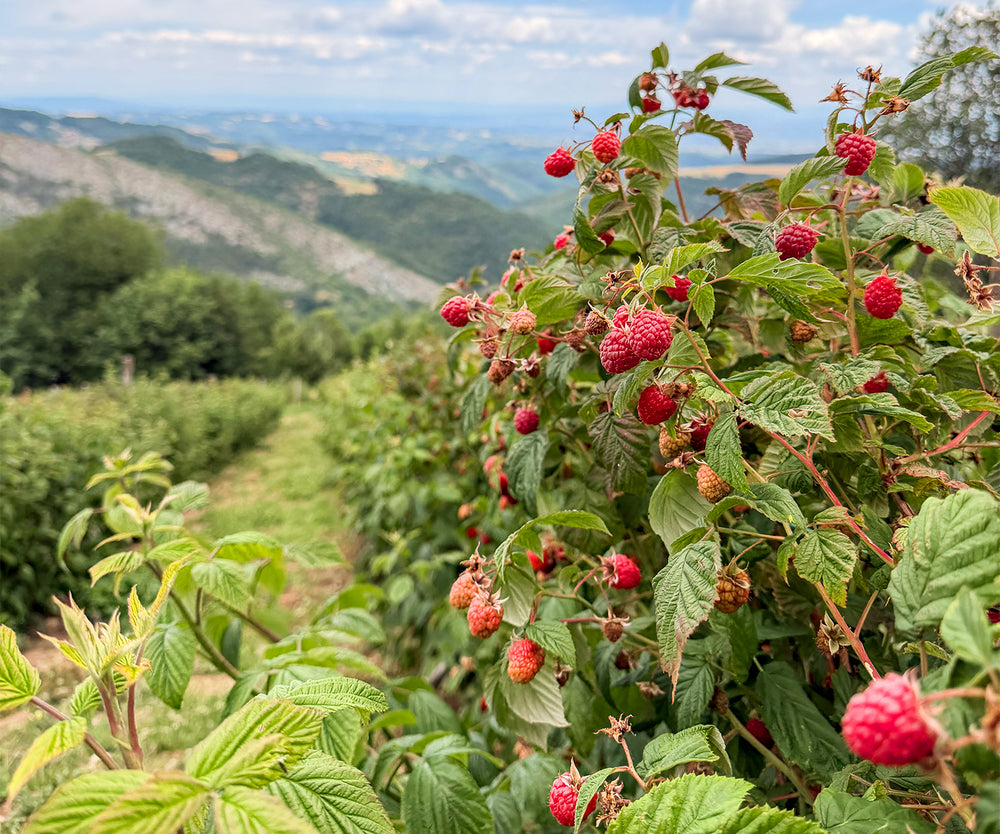 Fruit as nature intended