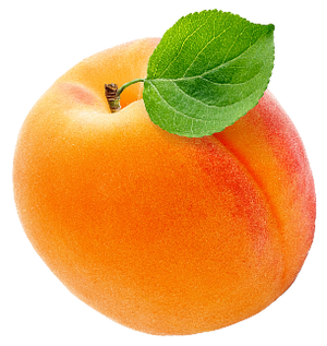 Apricot