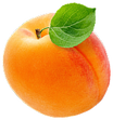Apricot