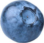 Close-up of a blueberry with a clear background