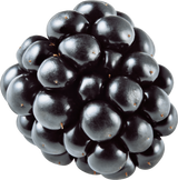 Seedless Blackberry