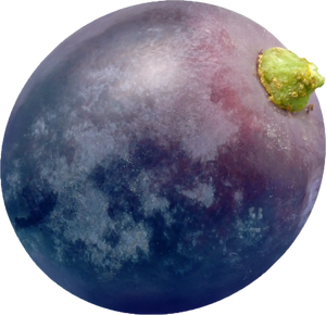 Concord Grape
