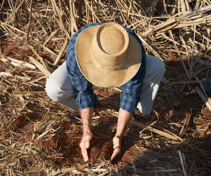 The Green Cane Project