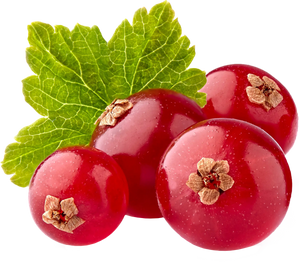 Red Currant